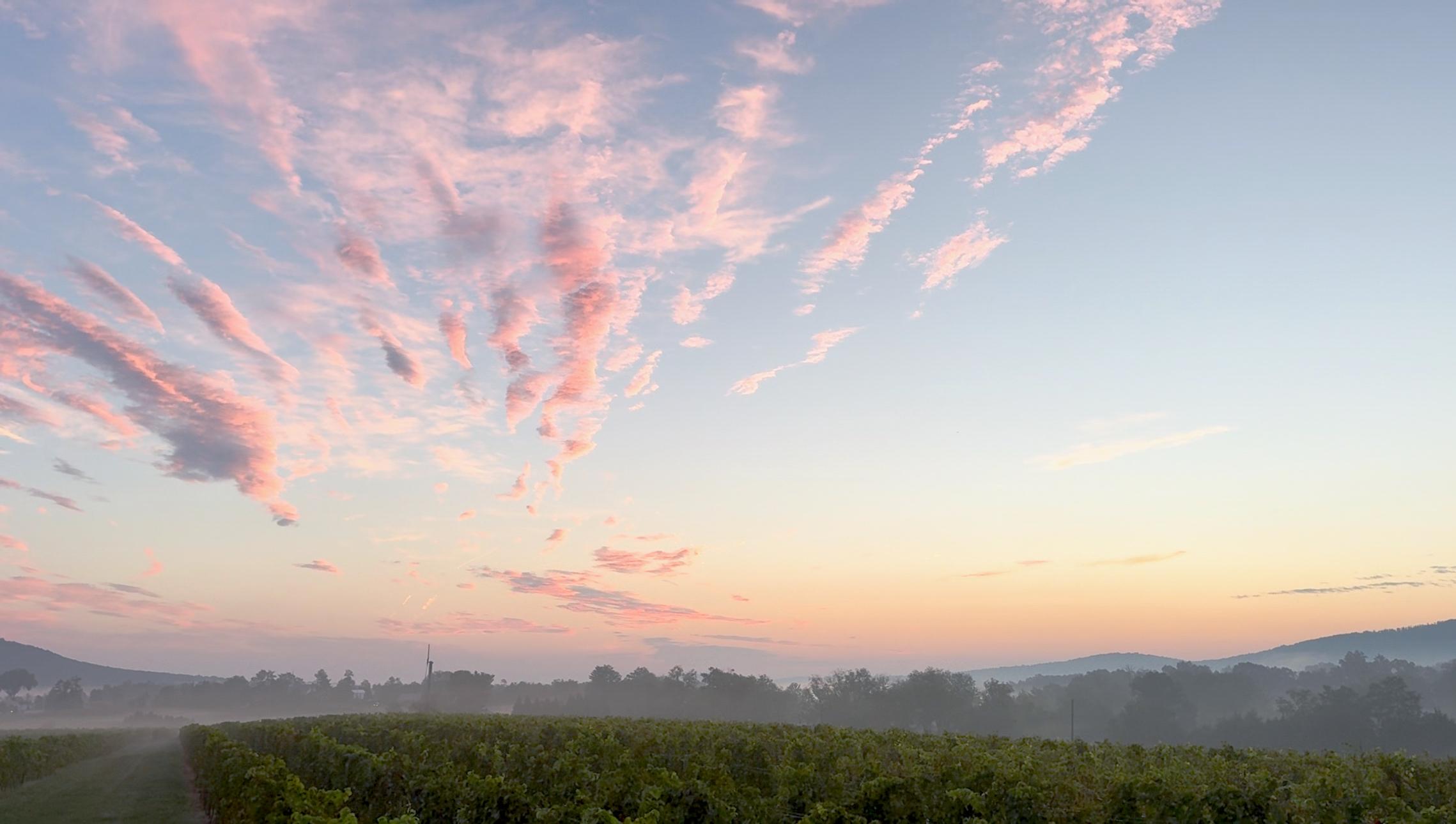 Sunrise over the Barboursville vineyard