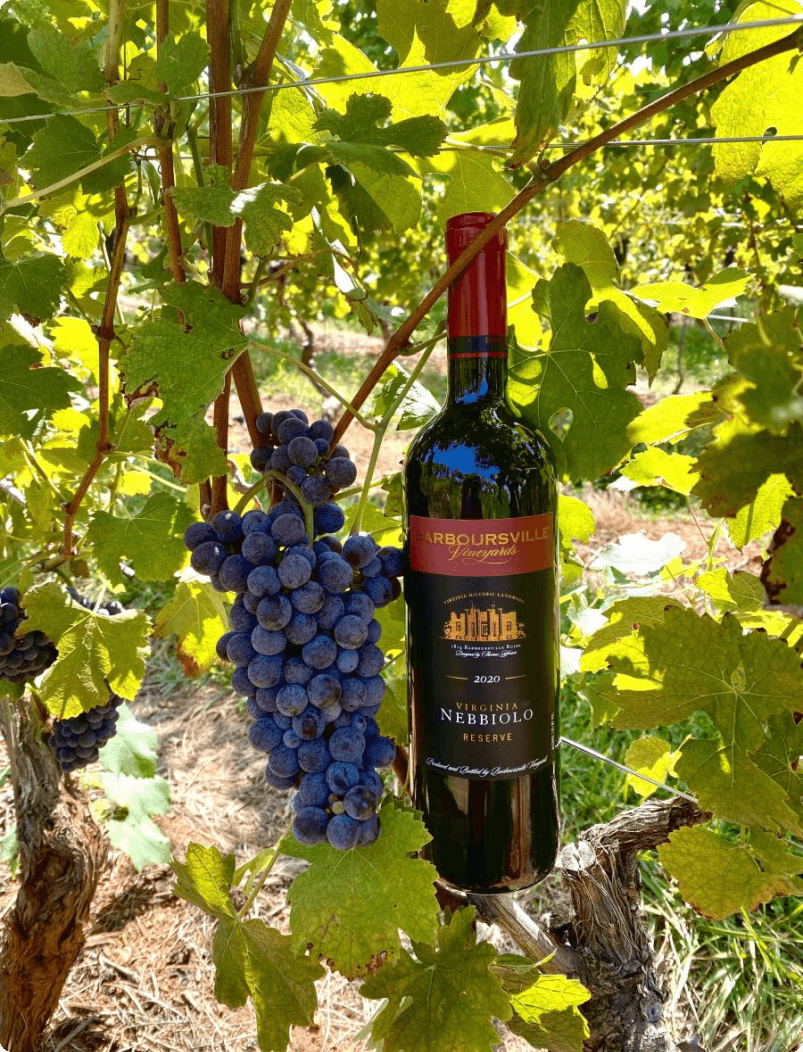 2020-NBR-IN-VINE-W-GRAPES-1